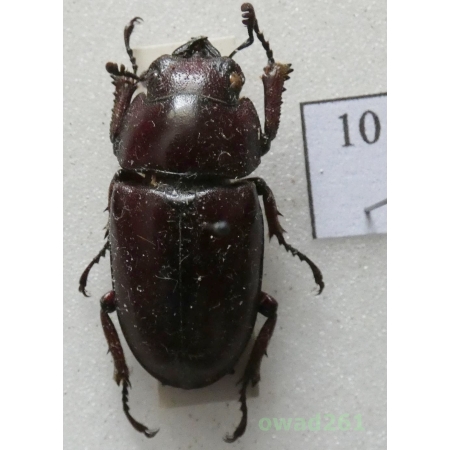 Prosopocoilus astacoides (Hope, 1840) female Indonesia, Java 24mm10